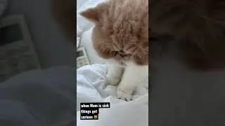 HEALER CAT IN ACTION