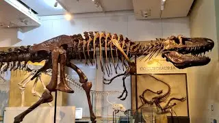 Beautiful Canadian Museum of Nature🇨🇦| 4K | Fossil Gallery | Ottawa | Capital City of Canada