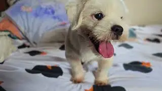 SHE'S ANGRY BUT SHE'S SO CUTE 😍 Mutchie Shitzu DOG