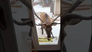 Curious reindeer #funny #newyear2027 #v&iacute;deosdivertidos