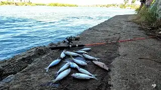 pescaria de Carapicu em Ponte da massagueira, Marechal Deodoro.