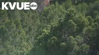 Cedar pollen spikes across Austin