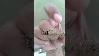 bermain ulat bulu #ulat #ulatbulu #caterpillar #larva #insects #serangga #larvae #insect #ngengat