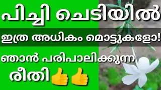 പിച്ചി/Spanish Jasmine/Spanish jasmine plant care in malayalam/pichi care in malayalam/pichi