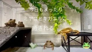 今年もカエルとまったり【frog 】ミヤコヒキガエル 