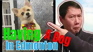 Living in Edmonton -  Having a Dog in Edmonton
