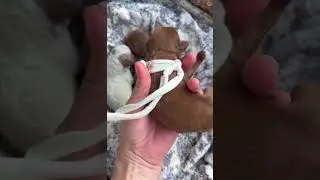 Cavapoo Puppies at 1 Week! #puppy #cavapoopuppy