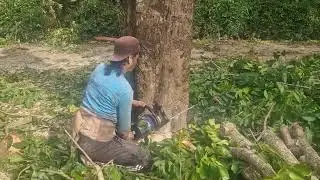TRADITIONAL AND MODERN METHODS TO FELL TREES WITH SIMPLE TOOLS!  -Agriculture Farming