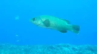 Gozo Scuba Diving Vlog Day #4