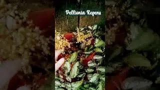 Blooming Pellionia Repens