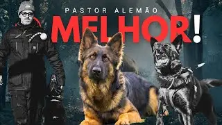 Pastor Alemão linha de trabalho - porque para proteção?