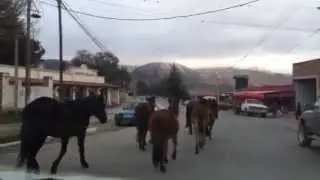 Caballos caminando en las calles de Taf&iacute; del Valle
