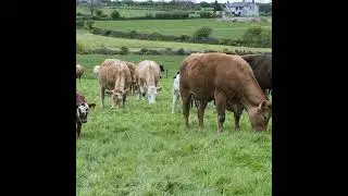 What does the Brexit deal mean for the Irish Beef Sector?