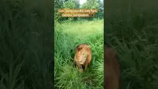 Lion, Bangobondhu safari Park, Gazipur, Bangladesh