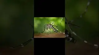 Did you know mosquitoes are the deadliest animals on Earth?