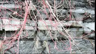 Intriguing layer of gray rock underneath Ottawa