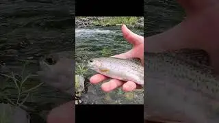 Fly Fishing - 3 Holes, 3 Rainbow's #shorts # #catchandrelease #fishing #flyfisherman #trout #sports