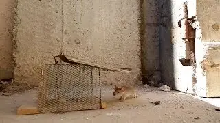 كيف تصنع مصيدة جرذان وفئران | How to make a trap for rodents and mice