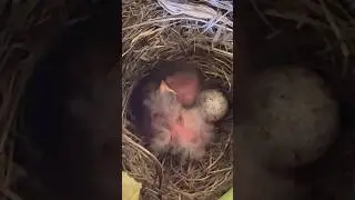 AMAZING! 🤩 AMERICAN ROBIN BABY BIRDS AND EGG 🥚 IN MY PLANT POT 😊😲