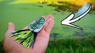 My Thoughts and Review on the Scum Frog Popper! | Topwater Frog Fishing