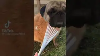 The pug as a capybara