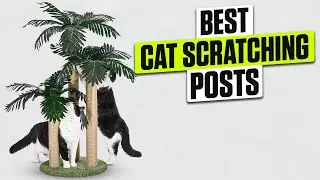 3 BEST Cat Scratching Posts - Don&rsquo;t Let Your Furniture Be the Target!