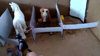 Schleich sťahovanie kon&iacute; do stajne, tr&eacute;ning