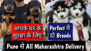 📌 Perfect Guard Dog and Family Dog । Pune and all Maharashtra Delivery 🚚 Low Price & COD Available ✅