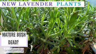 New Lavender Starts + Garden Tour! Hidcote, Superblue & Provence