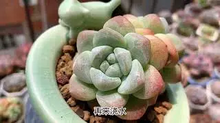 如何判断盆土干透？干透浇透干湿循环，才能养好多肉的根系