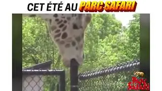 Cet &eacute;t&eacute; au parc safari!