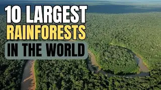 Top 10 Largest Rainforests in the World: Exploring Nature's Breathtaking Treasures #top #rainforest