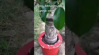 Does Ficus benjamina grow aerial roots || ficus benjamina expose root || #short