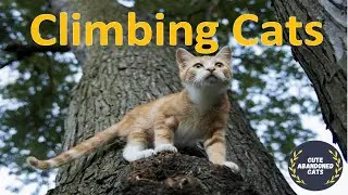 Funny Cats Climbing tree fast
