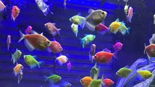 Akuarium ikan warna warni