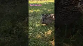 🦆 Duck Attack 2023 highlights #funny