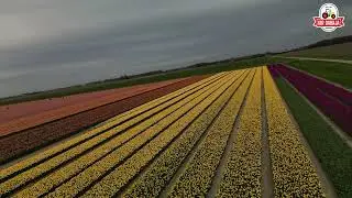 tulpen velden  Zuid-Holland Nederland 2025