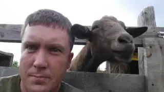 Goat head butt