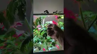 Как опылять комнатные томаты сорта &laquo;Тини Тим&raquo; 🍅 #томат #садоводство #сад
