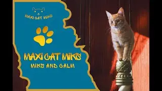 Miks and calm #cutekittens  #funnycats  #catcalm