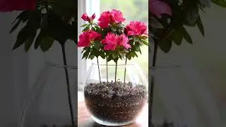 Blooming Harmony: Azalea Timelapse in Glass 🌸✨ #nature #timelapse #flowers #shorts
