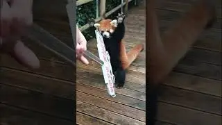 The angry look of the red panda #cuteanimal #animals #cutefarmanimal #cute