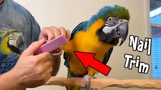 Macaw Lets Me Trim Her Nails Voluntarily!