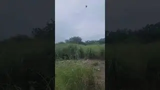 Out walking