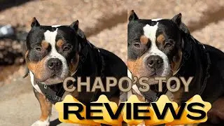 American Bully Vs Wobble Ball