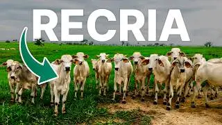 Receitas para Botar Peso na Recria