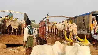 Bull market video Adoni // Adoni Eddula Santha