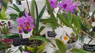 Выставка орхидей  Fan orchid г.Санкт-Петербург.Апрель. Мои покупки.