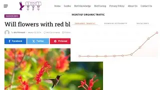 Money Making Bird Website on Ezoic