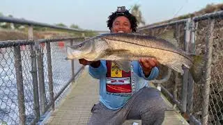 OVERSLOT SNOOK IN FRESHWATER BACK TO BACK ON ARTIFICIAL, SPILLWAY FISHING